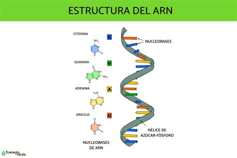 Funcion Del Arn