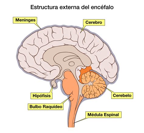Funcion Del Encefalo