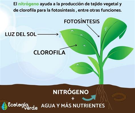 Funcion Del Nitrogeno
