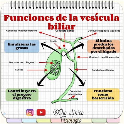 Funciones De La Bilis