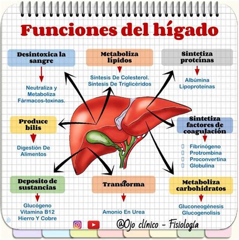 Funciones Del Higado