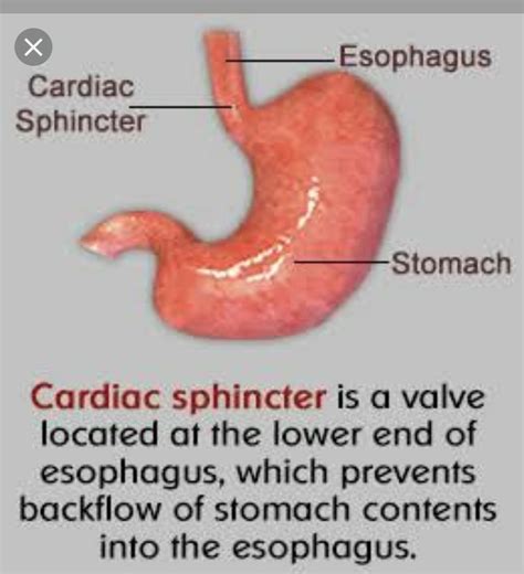 Function Of Cardiac Sphincter