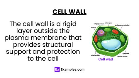 Function Of Cell Wall