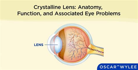 Function Of Crystalline Lens