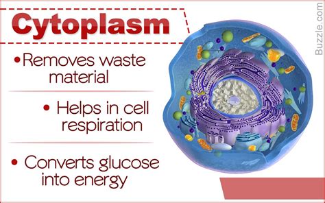 function of cytoplasm in bacterial cell