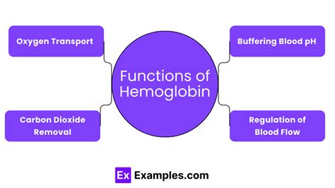 Function Of Hemoglobin