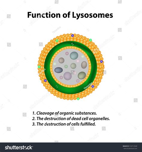 function of lysosomes for kids