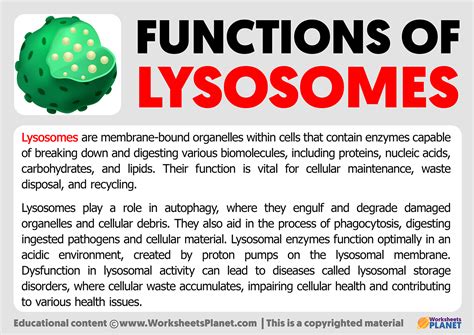 function of lysosomes softschools