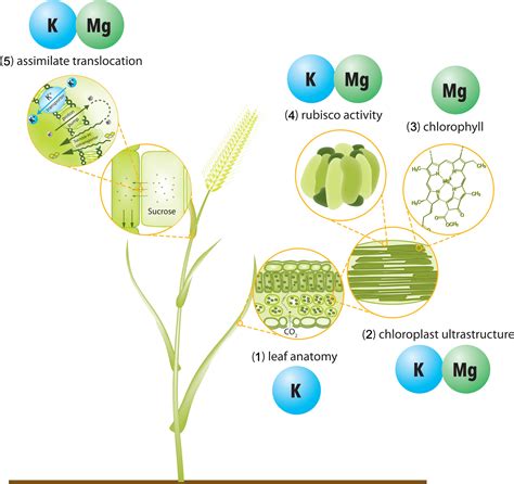 Function Of Magnesium In Plants