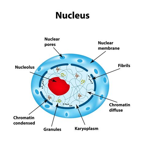 Function Of Nucleus
