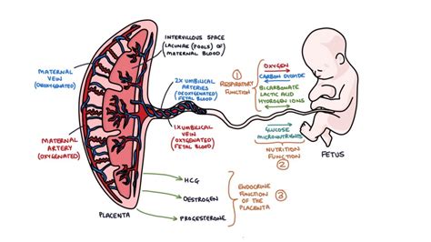 Function Of Placenta