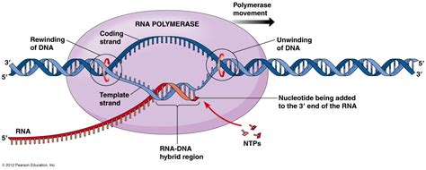 Function Of Promoter
