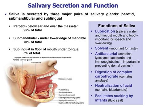 Function Of Saliva