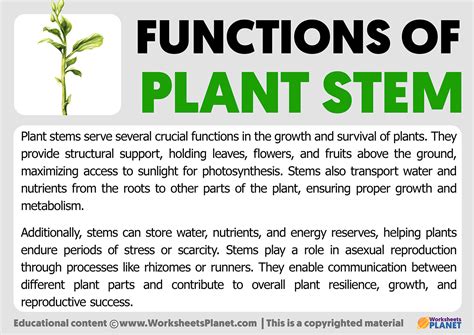 Function Of Stem