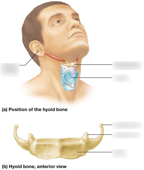 Function Of The Hyoid