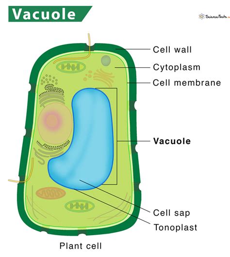function of vacuole in plant cell