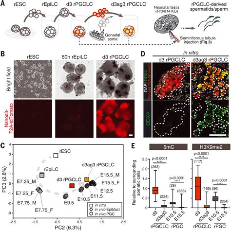 Functional Primordial Germ Cell Like Cells From Pluripotent Germ Science - Germ Science