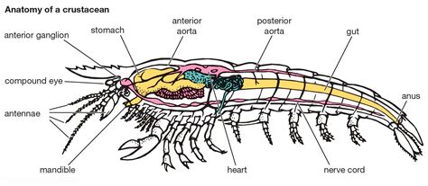 Download Functional Anatomy Of Invertebrates 