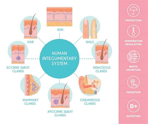 functions of the integumentary system answer key