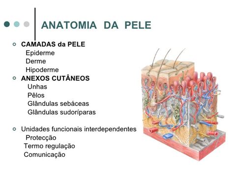 Funções Da Pele