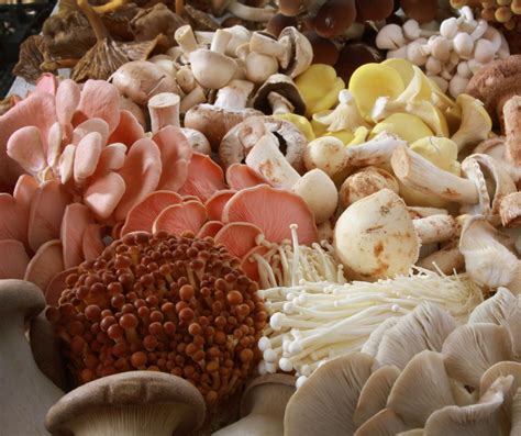 Funghi Cosa Sono