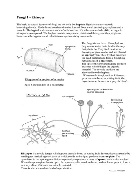 Fungi Coloring Worksheet Answer Key