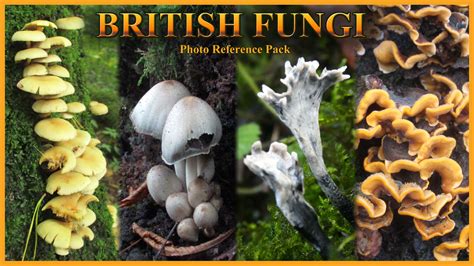 Fungi Identification Guide British