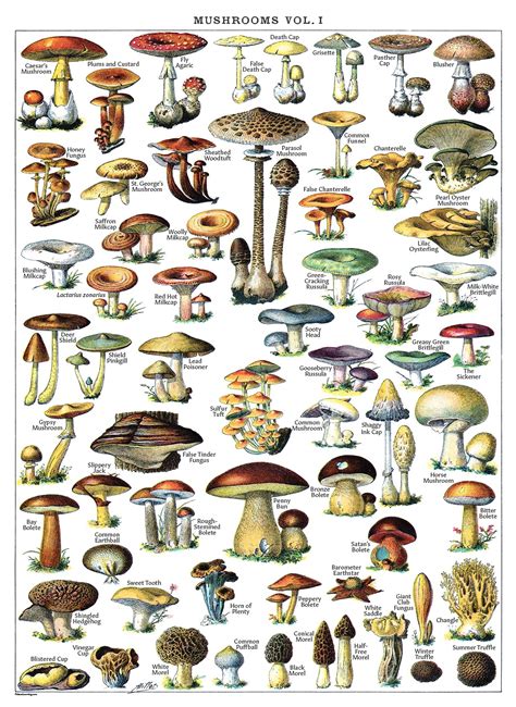 Fungi Identification Guide Gratuit