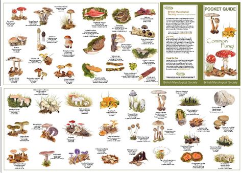 fungi identification key