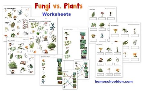 Fungi Vs Plants Packet Worksheets And Montessori 3 Is Vs Are Worksheet - Is Vs Are Worksheet