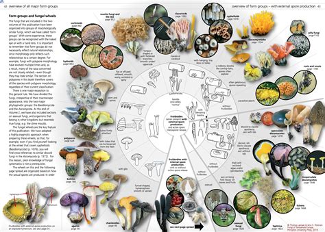 Read Fungi Identification Guide 