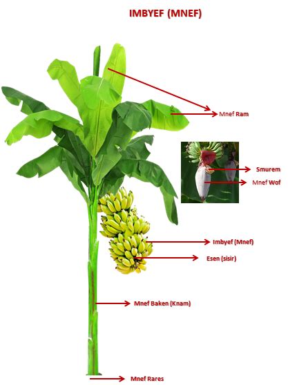 fungsi akar pada pohon pisang