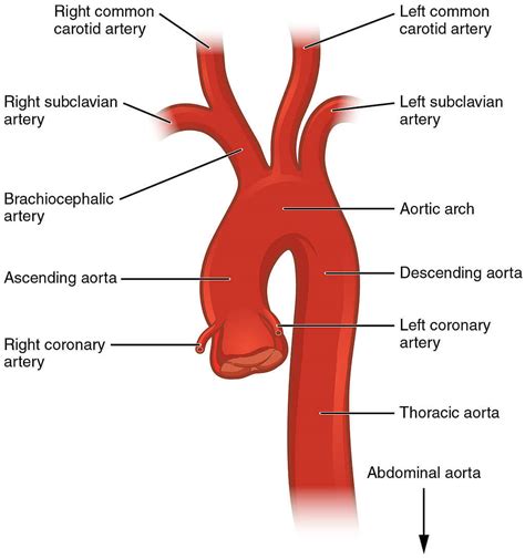 fungsi aorta | Bi hc pht trin quy m bng