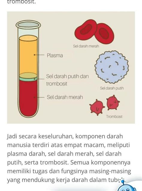 fungsi darah