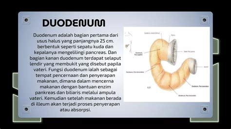 fungsi duodenum | Duodenum What It Is Function Location Concerns