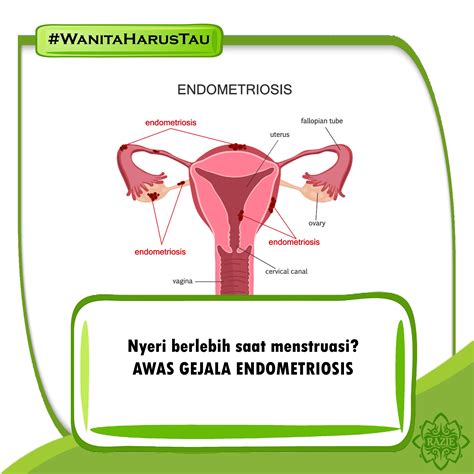 fungsi endometrium