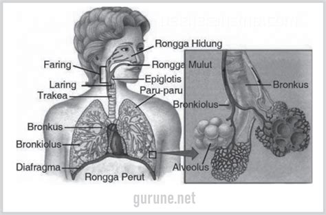 fungsi hidung dalam sistem pernapasan