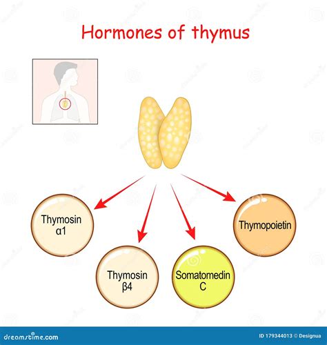 fungsi hormon timosin