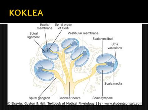 fungsi koklea | sel trong Ting Vit dch Ting Indonesia