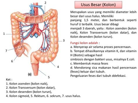 fungsi kolon