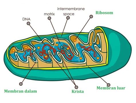 fungsi mitokondria