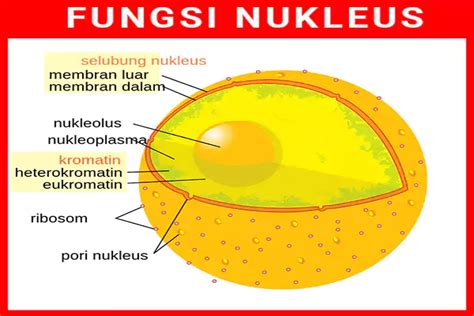 fungsi nukleus pada sel tumbuhan