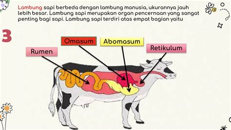 fungsi omasum pada hewan ruminansia