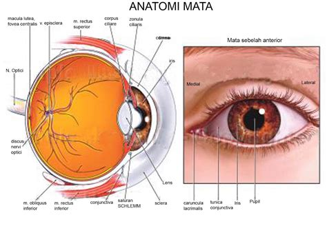 fungsi optic nerve pada mata