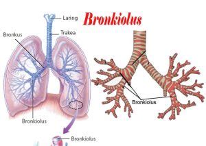 fungsi organ bronkiolus