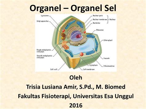 Fungsi Organel Sel