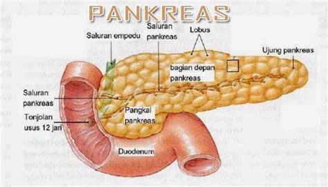 fungsi pankreas