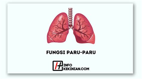 fungsi paru-paru
