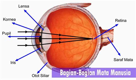 fungsi retina pada bagian mata manusia adalah untuk