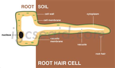 fungsi root hair